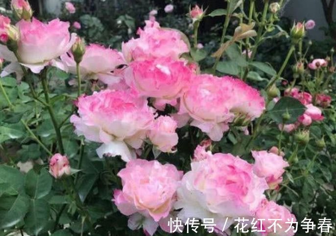 四君子|夏天养此款花卉,不怕冷、不怕热,开花漂亮花期长!