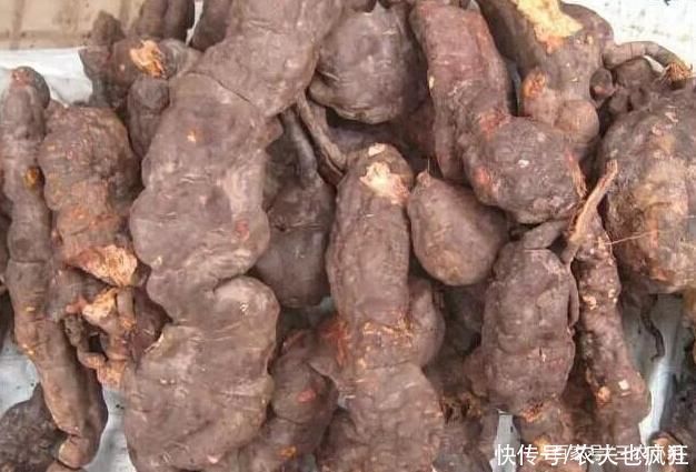 灵芝|生长在屋脚处,常被人忽视,却是“四大仙草”之一,和灵芝齐名