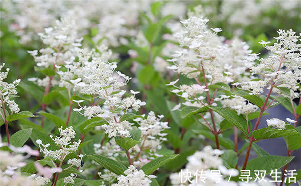 四季|可爱迷人的3种花,美不输玫瑰,四季开花,种植容易,很值得入手