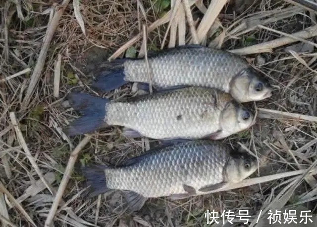 鲫鱼|千金难买早知道,这钓鲫招式曾被多数人瞧不起,至今老司机都在用