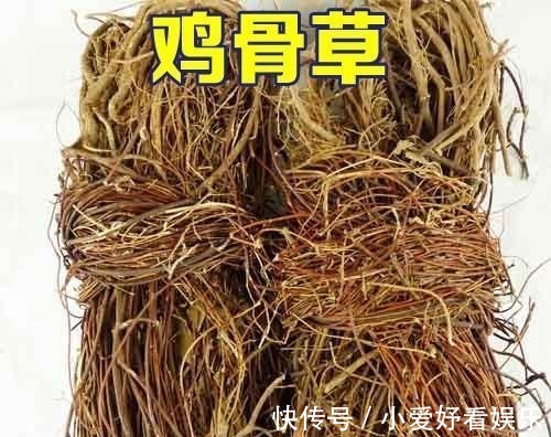 南宁市药物志|农村常见的鸡骨草,却是生产肝炎颗粒的中药材,怪不得它值钱了