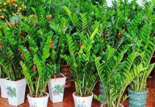 肥料|家里养这几款植物,娇小不占地,财源滚滚来,懂花的人都在养