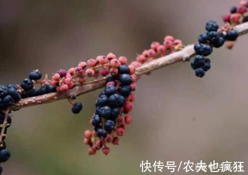 乌头|5种植物在农村常见，却全都含“剧毒”，居然有人食用，要警惕
