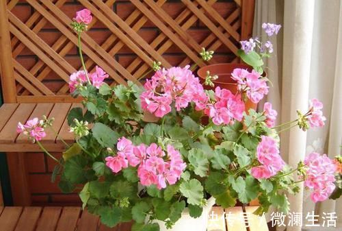 吴大姐养花，7天浇一次肥水，土壤肥沃疏松，家里成花海