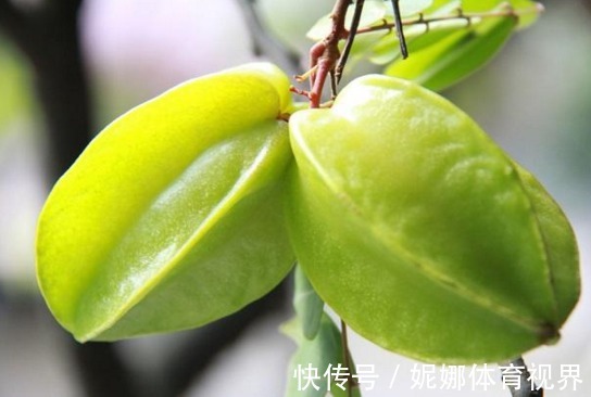 树势|杨桃保护肝脏、降低血糖,农民掌握种植要点,收获吃不完的杨桃