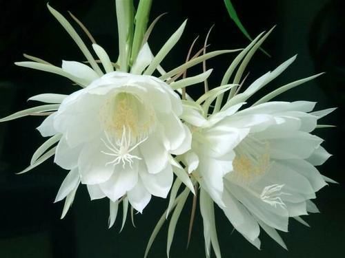 卧室里养什么花合适？