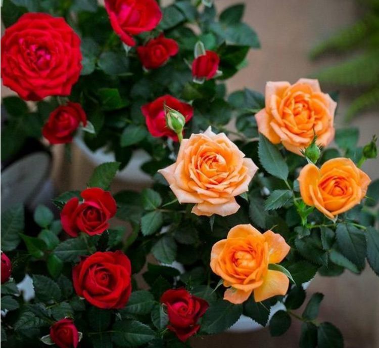 几种花很适合阳台养,花香四溢,花朵烂漫迷人,开花一簇簇