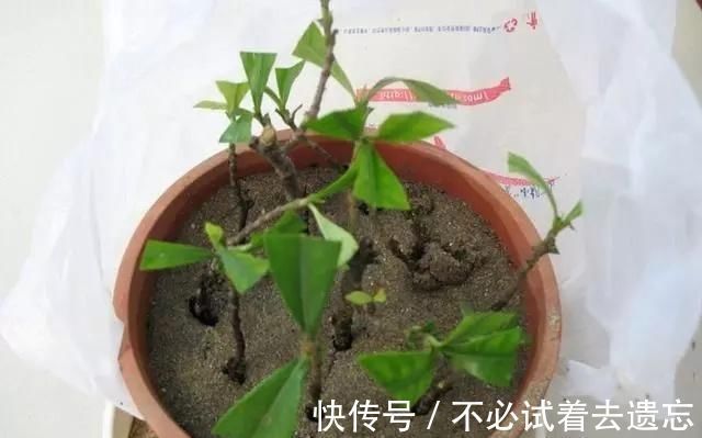 7前,这3种花最适合扦插,“养不死”易爆盆,叶绿花还多