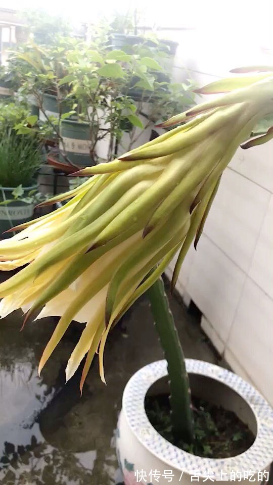 花花|常见的两种花，夏天适合凉拌，清清爽爽特下饭