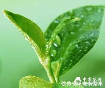 每个季节的好茶,应该这样挑选
