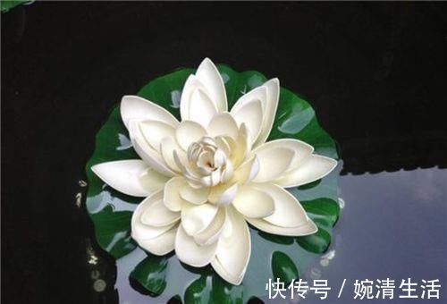 明末@“佛观一钵水,八万四千虫”,没有显微镜,古人如何知道寄生虫的