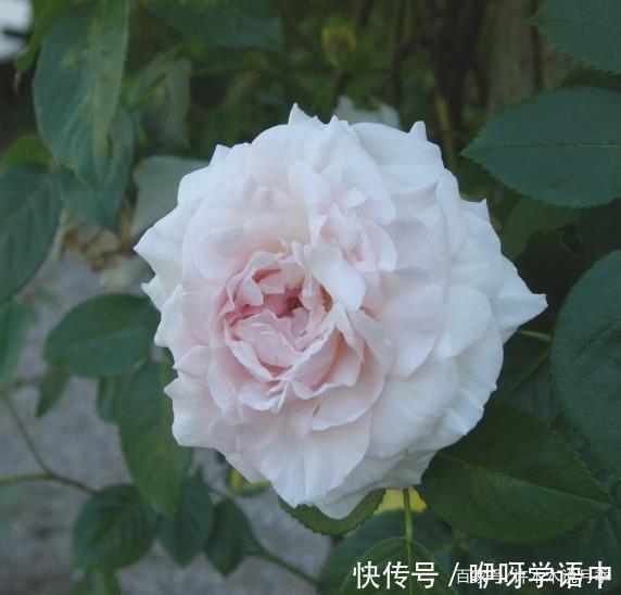 粉色|5款唯美粉色月季。美人如玉粉妆琢，粉色娇羞白如雪。抗病好养