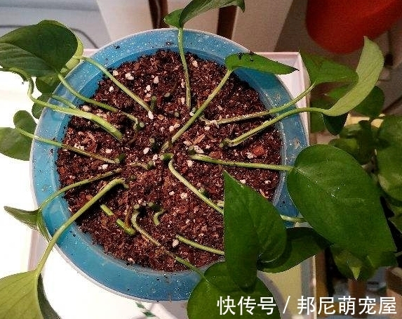 果皮堆肥养花,误入这4个坑,不仅无益反而有害