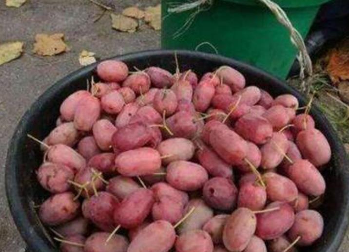 无花果树|院子里别养无花果树了,一果树新品种走红,栽越多越好