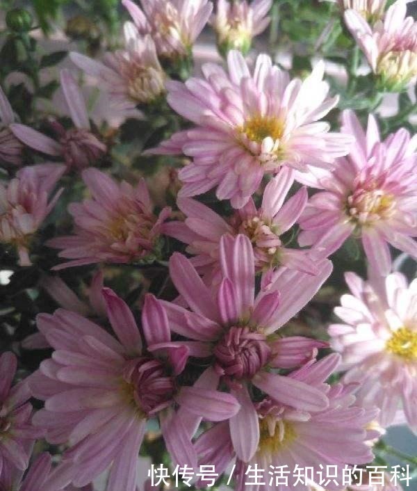 古代人都爱养的“4种花”，特上档次，家里养一盆，富贵满堂！