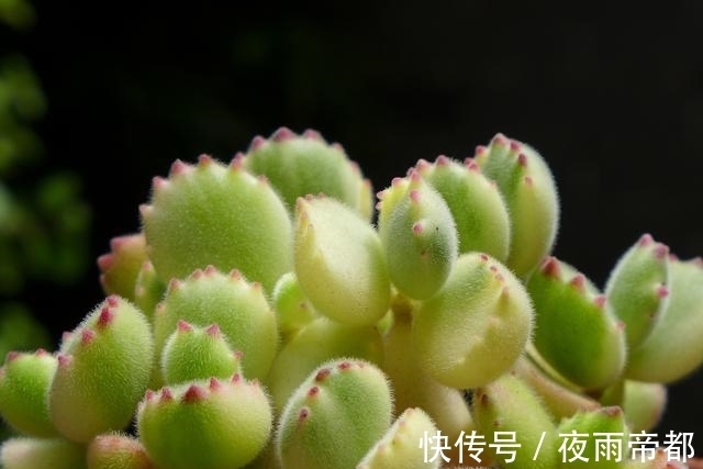 养护|喜欢养多肉努力集齐这9个色系吧,放在阳台上色彩斑斓,非常好看