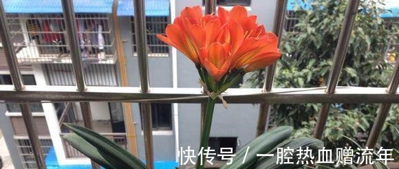 养分|用“药片”兑水浇花,比淘米水都有营养,7天浇1次,入冬就开花!