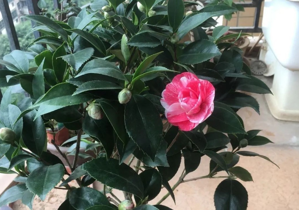 很多人觉得盆栽茶花难养,没法开花,多做2步,迎刃而解