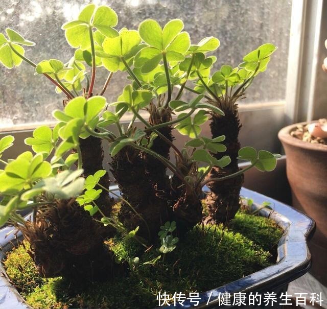 路边常见到的“三叶草”,挖个根30天养成精致盆景,价值翻倍!
