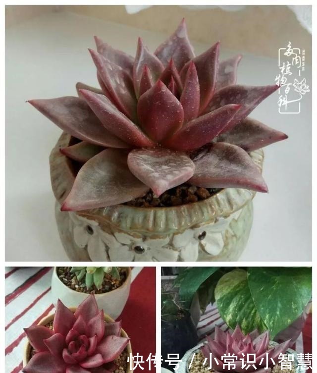 欧紫|我是多肉飘窗党,我来晚了!我是多肉飘窗党,我来晚了!