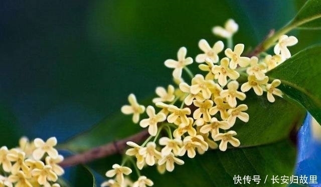 爷爷阳台的桂花盆栽,一年四季花开不断,真是香醉人了!