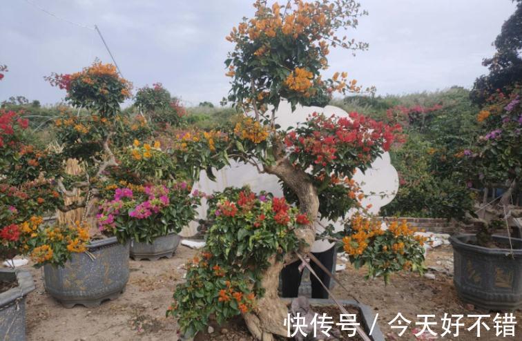 这3种植物适合新手玩“养成老桩”,甭错过!