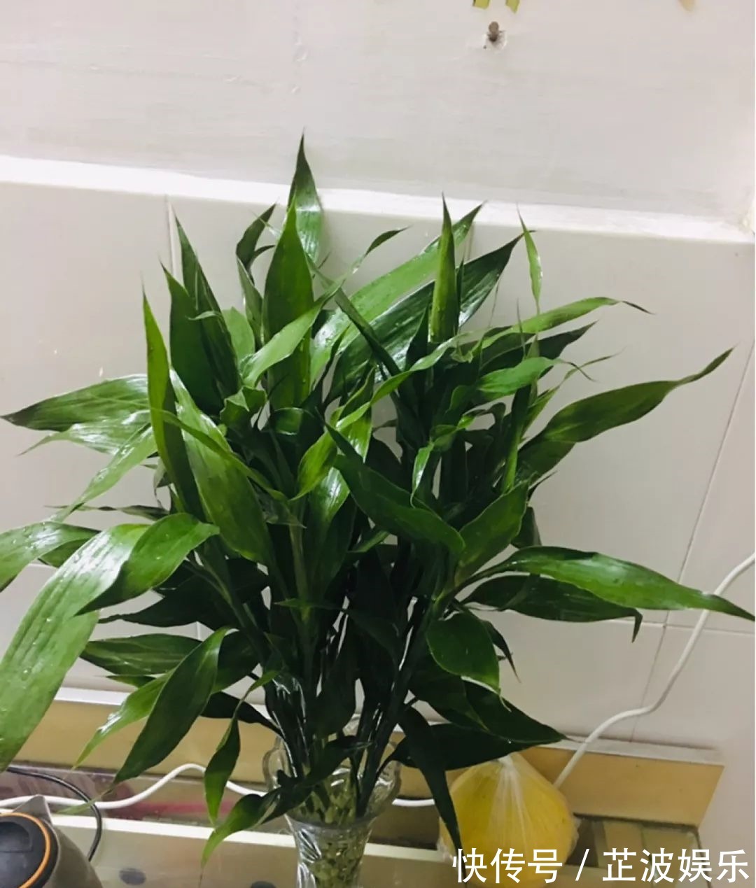 绿萝浇啤酒,文竹来勺糖,1个月嗖嗖长2米!
