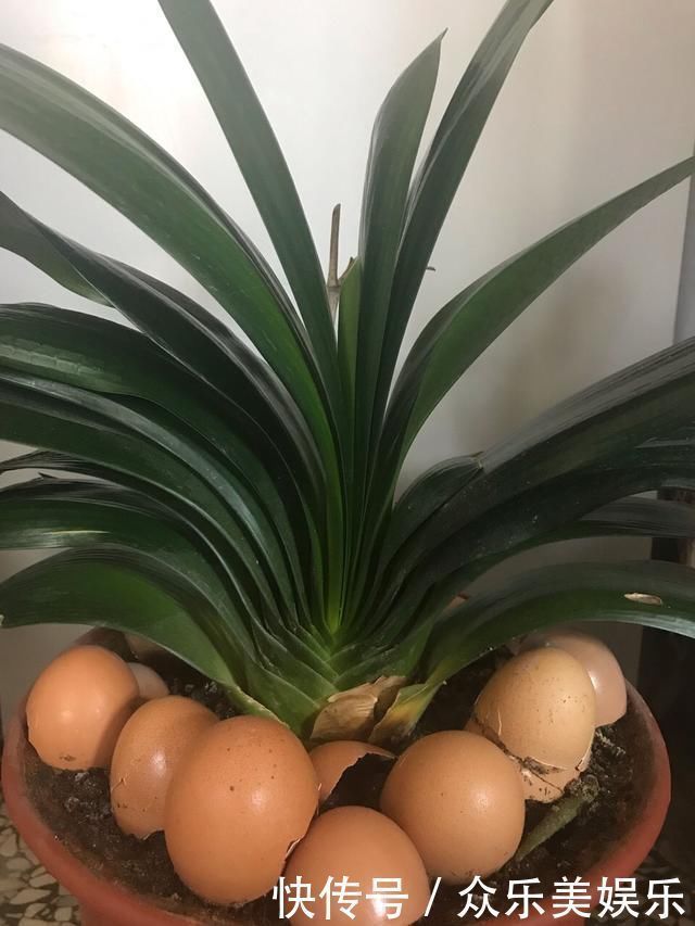 鸡蛋壳|养花想用“鸡蛋壳”学会2个小技巧,肥效足、不生虫子