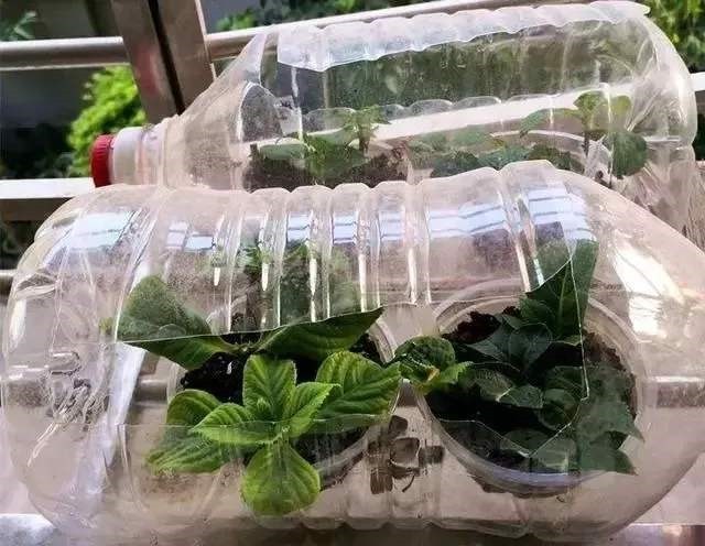 油桶|废弃的油桶别再扔了,简单处理一下,简直就是养花“神器”!