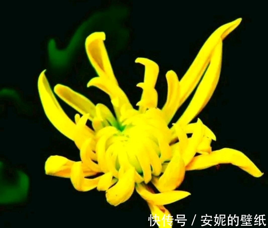 对联$七言上联：冷落东风菊无悔，邀对下联，并上期原创对联欣赏