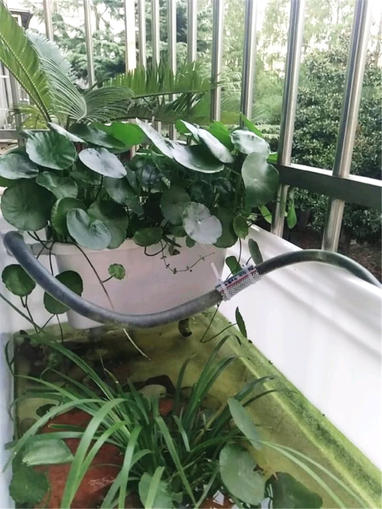 大神用这水养铜钱草，叶片像荷叶一样大，3个月爆盆成瀑布！
