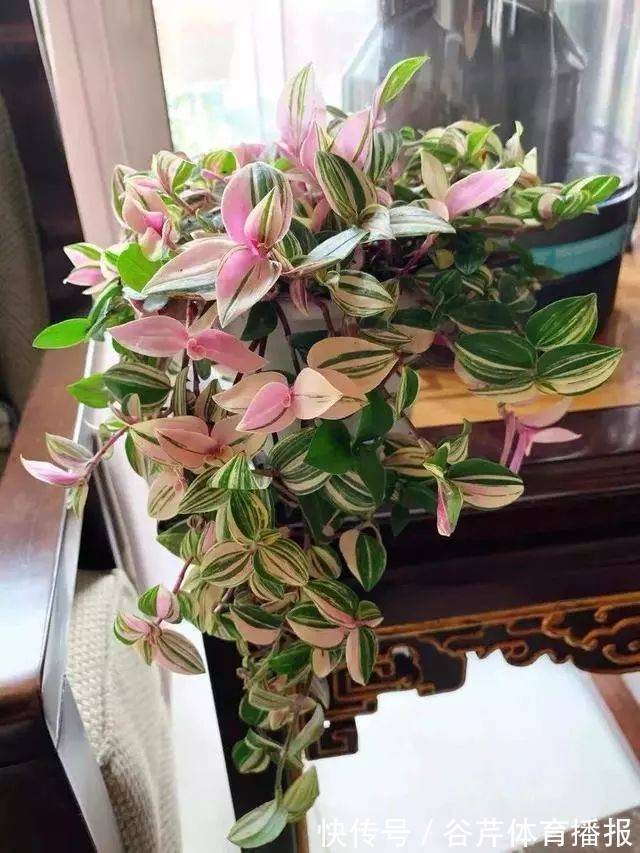 5种漂亮的花，适合养在家里，好养又吉祥，光照少一些也能长得好