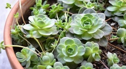 养什么多肉好6种好养活的“佛系”多肉,好养还省心