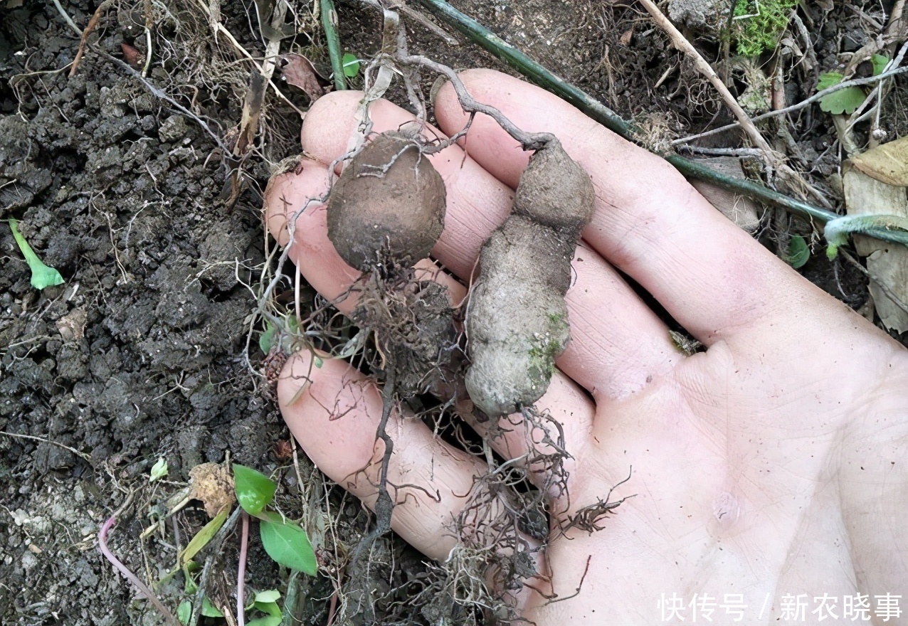 种植|谁在山里除草，请认识它，别拔了就丢掉，有价值