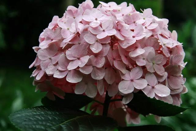 花再好看也别花钱买，浪费！只要随便捡几片叶子，落地就疯长