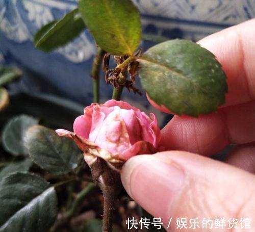 月季灰霉病,肥害,缺素症,缺铁性黄叶怎么救