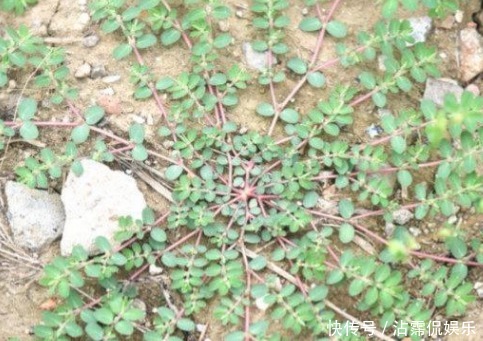 女人|农村不起眼的杂草却是女人的“救命草”,如今价值千金,你认识吗