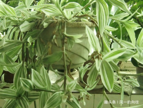 卫生间不适合养绿植这三种放进去蹭蹭长不停，越不见太阳越好长