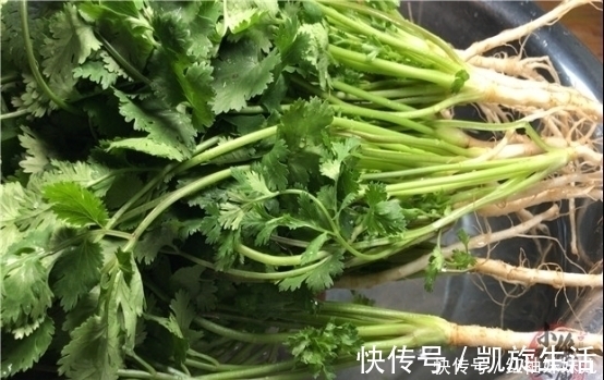 塑料袋|原来保存放半年的香菜这么简单，教你饭店的诀窍，一年只用买一次