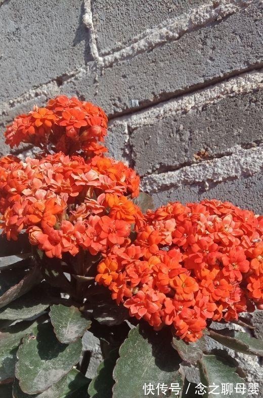 枝条|长寿花剪一刀,理个小平头,株型矮壮开花多