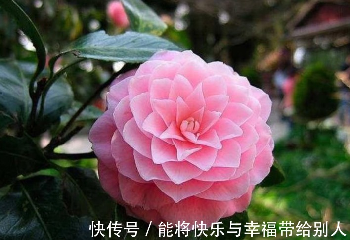 家里“3种”垃圾别扔撒花盆一点,根壮叶绿,呼呼开花!