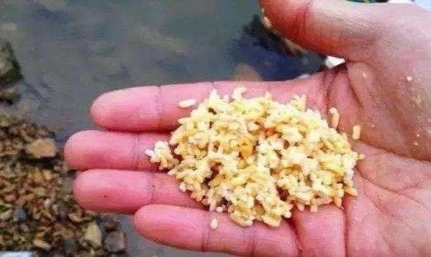 酒米不止可以打窝,还有这几种用法,渔获增加很简单