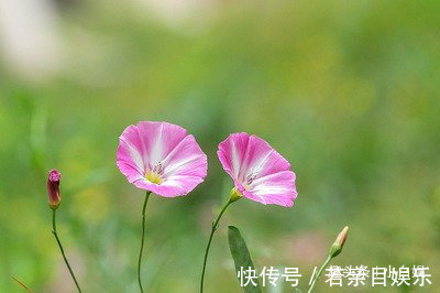 生肖鸡|今明两年有婚姻之喜，月老牵线，红娘相助的三个生肖女人