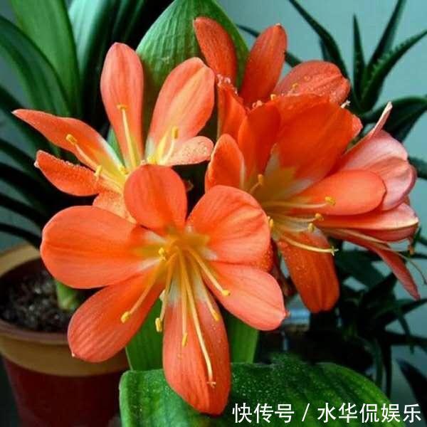 马上过年,君子兰出来花苞没有开,三个小方法,让它快速开花