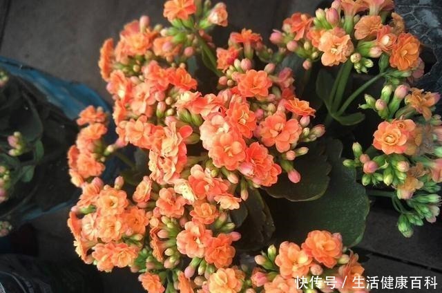 趁着天气暖和扦插这3种花，好生根好爆盆，来点土就能成活！