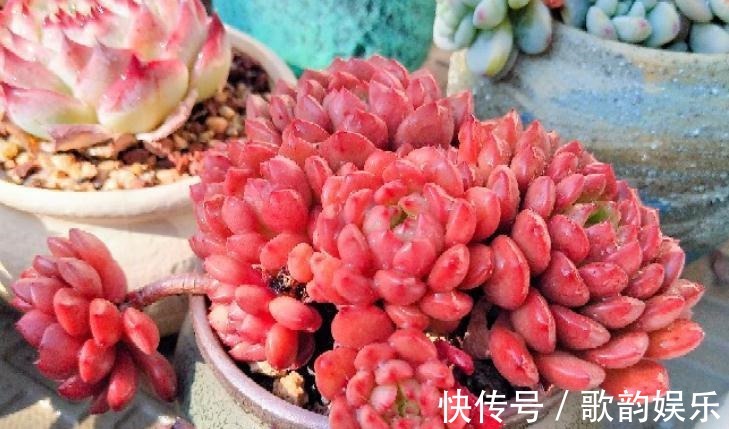 绿爪|送朋友多肉又不落俗套?红橙黄绿青蓝紫彩虹系7色多肉了解一下!