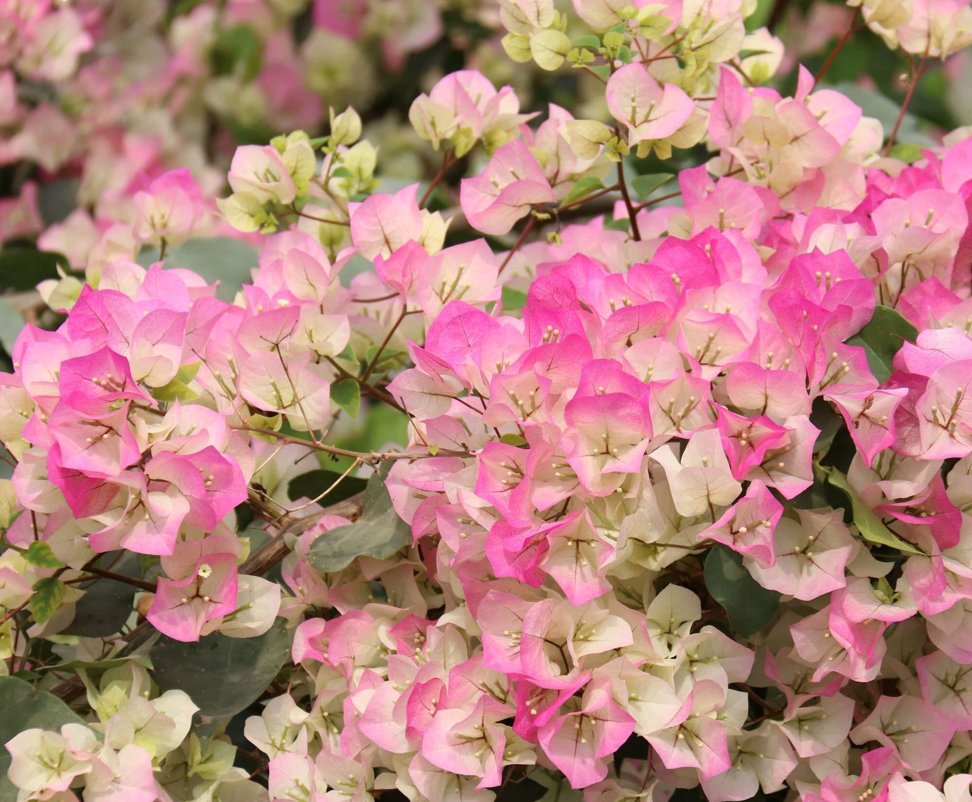 花后|关于三角梅的花后修剪,剪对一个小开关,秋季开花爆盆连续不断