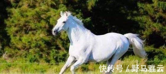 影视基地$西游记成就了师徒四人,白龙马竟是这个结局,杨洁悲叹人心冷酷!