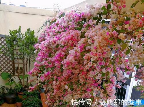 枝条|夏天养三角梅，3个促花“诀窍”，花苞满枝，挤成花树