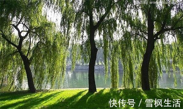 前列腺炎|一种寻常树皮,是慢性前列腺炎的对头!水边常见,少有人识